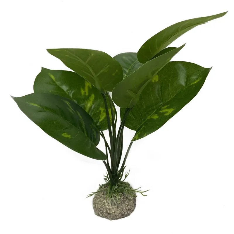 AQUA DELLA Anubias 1 grün 24 cm Bestpreis